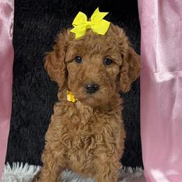 Yellow girl - Apricot female Poodle puppy in Bowling Green, Kentucky from Ritzy Red Poodles