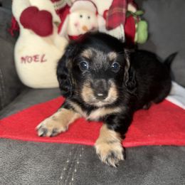 Royce - Black and cream male Dachshund puppy in Jackson's Gap, Alabama from Lake Martin Doxies