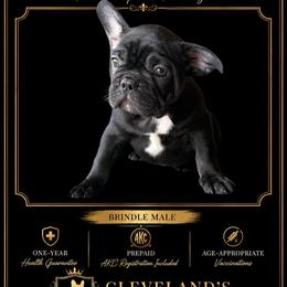 Walker - Brindle male French Bulldog puppy in Robertsdale, Alabama from Cleveland’s Frenchies