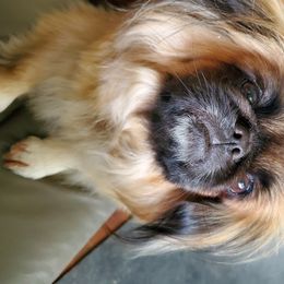 Tater - Pekingese