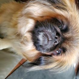 Tater - Pekingese