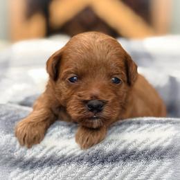 Tilly - Red  female Goldendoodle puppy in Wharton, Texas from Little Fur Friends