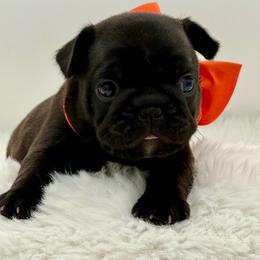 Jackson - Brindle male French Bulldog puppy in Largo, Florida from Big Daddy Frenchies