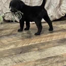Orange boy - Black male Labrador Retriever puppy in Conway, Missouri from Ozark Mountain Kennel