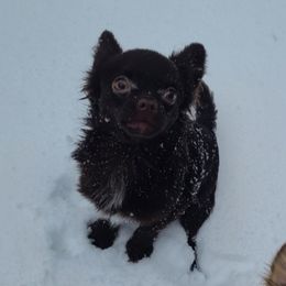 Chewy - Chihuahua