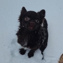 Chewy - Chihuahua