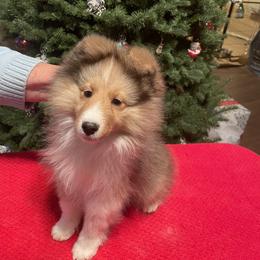 Shetland Sheepdog Puppies from BranGay Shetland Sheepdogs Since 1971