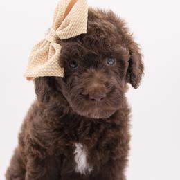 Moana - Tan Collar - Chocolate female Labradoodle puppy in Lehi, Utah from Our Little Farm Life Doodles