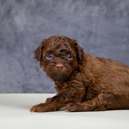 Brown akc boy-RESERVED - Brown male Poodle puppy in Weston, Florida from Miami Toy Poodles