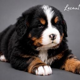 Kylo - Tri-color male Bernese Mountain Dog puppy in Lecanto, Florida from Lecanto Puppy
