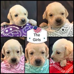 Labrador Retriever Puppies from Robin Griffin