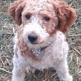 Poodle puppies from Miniature Angels Farm