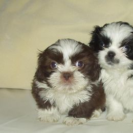 Bearded Collies and Shih Tzus from Lakewood