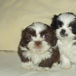 Bearded Collies and Shih Tzus from Lakewood