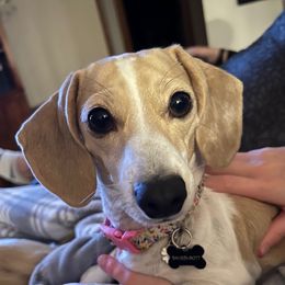 Bella - Dachshund