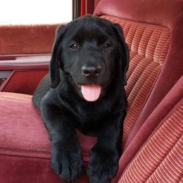 Labrador Retriever Puppies from KevMar Labradors