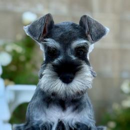 Lady Orange - Salt and pepper female Miniature Schnauzer puppy in Wildomar, California from My Angel Schnauzers