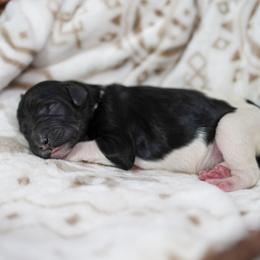 Cedar - Tri-color male Bernedoodle puppy in Delta, Pennsylvania from KEE Bernedoodles