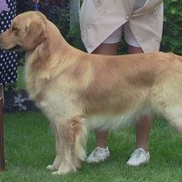 Golden Retrievers from Gemstar Golden Retrievers