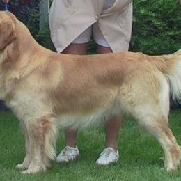 Golden Retrievers from Gemstar Golden Retrievers