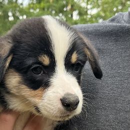 Boy 1 - Black and tan Pembroke Welsh Corgi puppy in Farnham, Virginia from Polly’s Farm