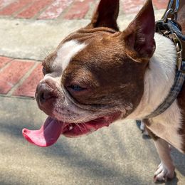 Boston Terrier and Rottweiler Puppies from Ronnie Dreher's Boston Terriers