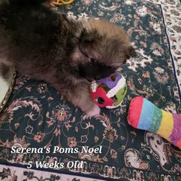 Noel - Cream sable male Pomeranian puppy in Sanford, Florida from Serena's Poms