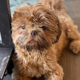 Jade - Shih Tzu