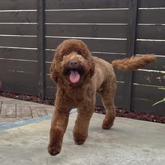 Sergeant  - Goldendoodle