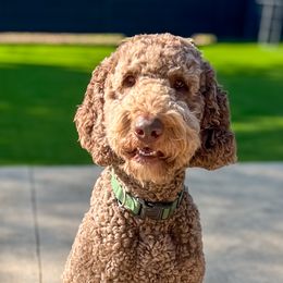 Corduroy - Goldendoodle