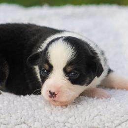 BTF1 - Black tri female Miniature American Shepherd puppy in Palacios, Texas from Coastal’s Miniature American Shepherds