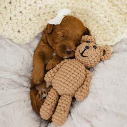 Carrera - Red  female Goldendoodle puppy in Garden Grove, California from Sunkissed Doodles