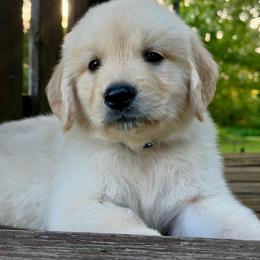 Champ - Light golden male Golden Retriever puppy in Doniphan, Missouri from Stockford’s Golden Retrievers