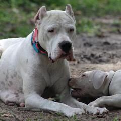 Dogo Argentino and Greyhound Puppies from Wayward Dogos and Hounds