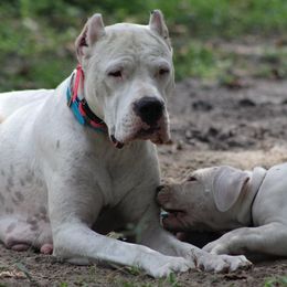 Dogo Argentino and Greyhound Puppies from Wayward Dogos and Hounds