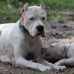 Dogo Argentino and Greyhound Puppies from Wayward Dogos and Hounds