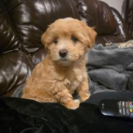 Druski - White and tan male Maltese puppy in Ludington, Michigan from OT Maltese & Co