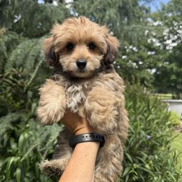 Sally - Sable female Yorkipoo puppy in Henderson, North Carolina from Dorans Danes and Doodles