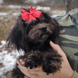 Arendelle - Havanese