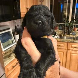 Goldendoodle Puppies from Southern Goldendoodles