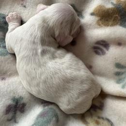 RW - Red and white female Cocker Spaniel puppy in Soddy Daisy, Tennessee from Kaleidoscopic Creations