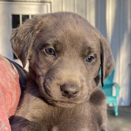 Dilute Retriever Puppies from Weathervane Labs
