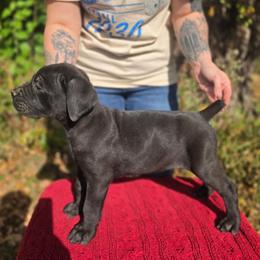 Male 5 - Black male Cane Corso puppy in Mason City, Illinois from Red Wood Cane Corso