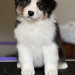 Hex - Black tri-color female Australian Shepherd puppy in Augusta, Georgia from Incendia Aussies & Dobies