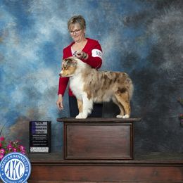 Amber - Miniature American Shepherd