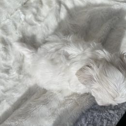 Maltese Puppies from AKC Maltese California