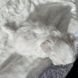 Maltese Puppies from AKC Maltese California