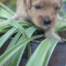 Sterling - Cream male Goldendoodle puppy in Arthur, Illinois from Perfect Pugs