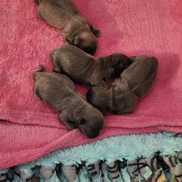 Shih Tzu puppies from Shih Tzu Shenanigans