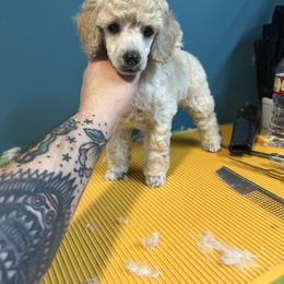 Light Cream girl - Cream female Poodle puppy in Chandler, Oklahoma from Nipigon Miniature Poodles